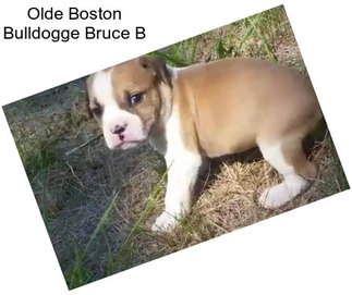 Olde Boston Bulldogge Bruce B