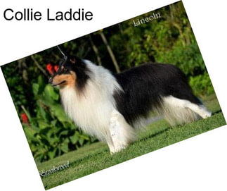 Collie Laddie