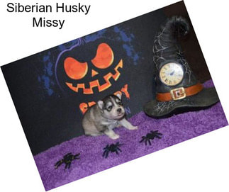 Siberian Husky Missy