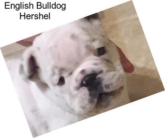 English Bulldog Hershel