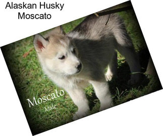 Alaskan Husky Moscato