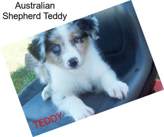 Australian Shepherd Teddy