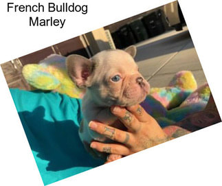 French Bulldog Marley