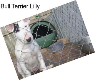 Bull Terrier Lilly