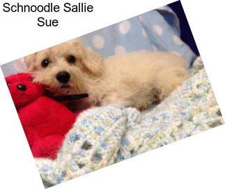 Schnoodle Sallie Sue