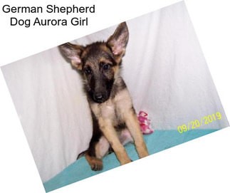 German Shepherd Dog Aurora Girl