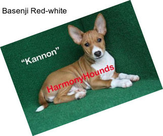 Basenji Red-white