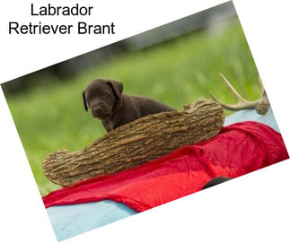 Labrador Retriever Brant