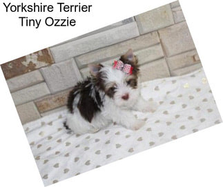 Yorkshire Terrier Tiny Ozzie