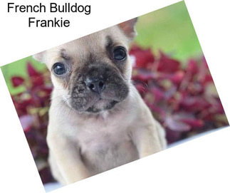 French Bulldog Frankie