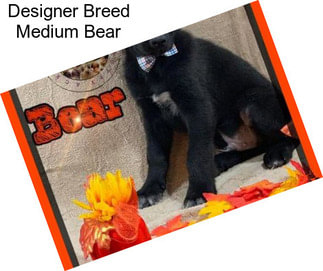 Designer Breed Medium Bear