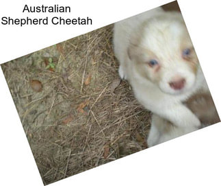 Australian Shepherd Cheetah