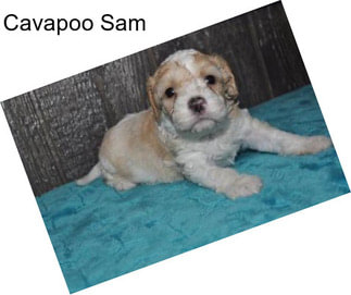 Cavapoo Sam