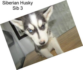 Siberian Husky Sib 3