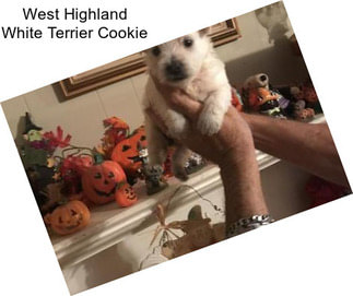 West Highland White Terrier Cookie