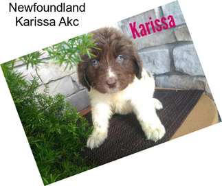 Newfoundland Karissa Akc