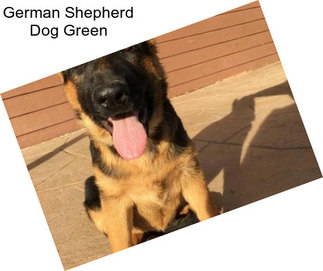 German Shepherd Dog Green