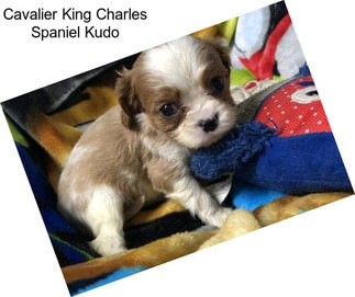 Cavalier King Charles Spaniel Kudo