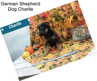 German Shepherd Dog Charlie