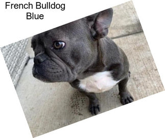 French Bulldog Blue