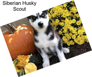 Siberian Husky Scout