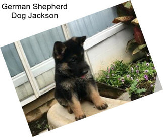 German Shepherd Dog Jackson