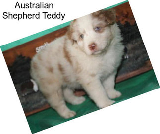 Australian Shepherd Teddy