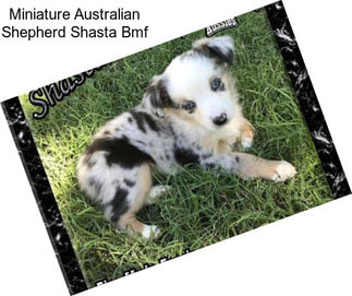 Miniature Australian Shepherd Shasta Bmf