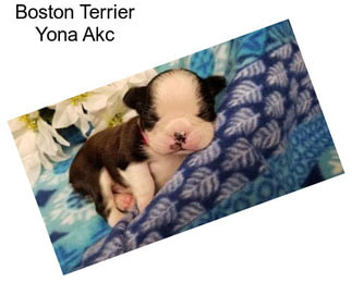 Boston Terrier Yona Akc