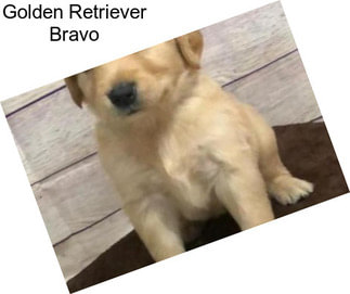 Golden Retriever Bravo