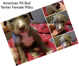 American Pit Bull Terrier Female Pitbu