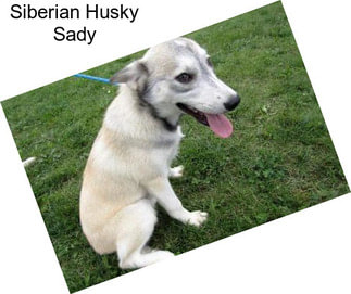 Siberian Husky Sady