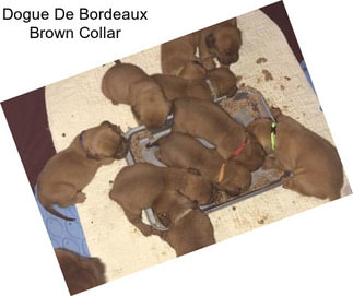 Dogue De Bordeaux Brown Collar