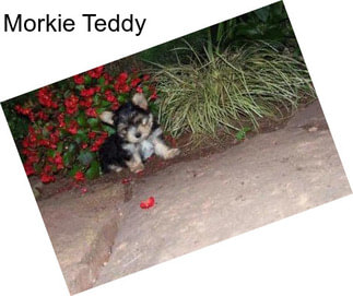 Morkie Teddy