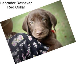 Labrador Retriever Red Collar