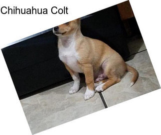 Chihuahua Colt