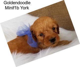 Goldendoodle Minif1b York