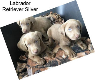 Labrador Retriever Silver