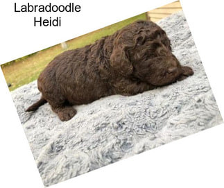 Labradoodle Heidi