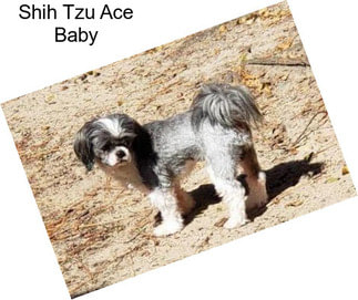Shih Tzu Ace Baby