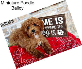 Miniature Poodle Bailey