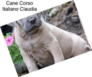 Cane Corso Italiano Claudia