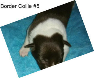Border Collie #5