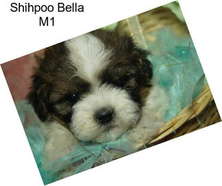 Shihpoo Bella M1