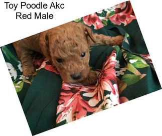 Toy Poodle Akc Red Male