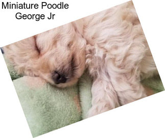 Miniature Poodle George Jr