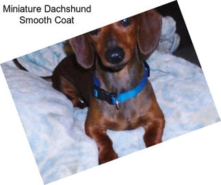 Miniature Dachshund Smooth Coat