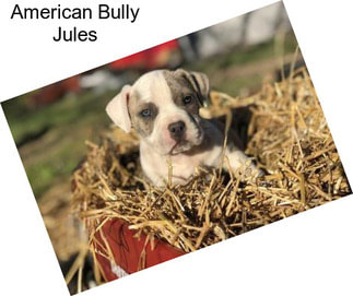 American Bully Jules