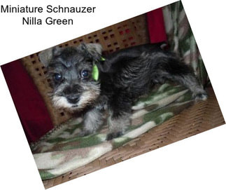 Miniature Schnauzer Nilla Green