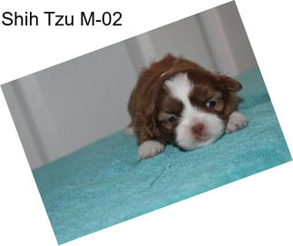 Shih Tzu M-02